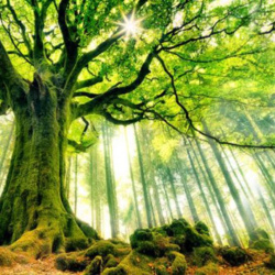 Message du Grand Esprit des Arbres