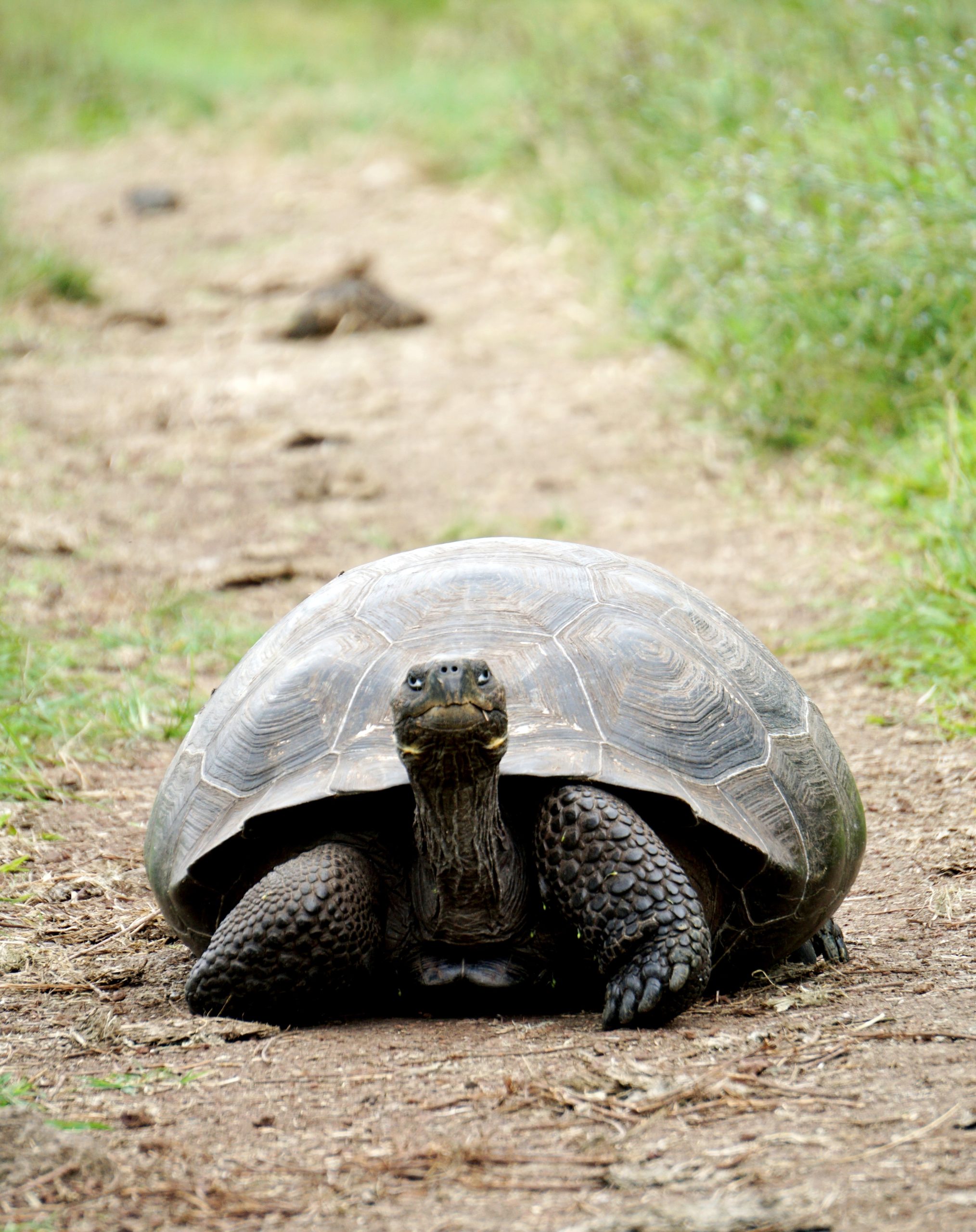 Voici un message reçu pour vous de la part de l'Esprit de la Tortue, qui était l'invitée d'honneur d’un Cercle d'activités chamaniques de Montréal, je vous le partage avec bonheur !