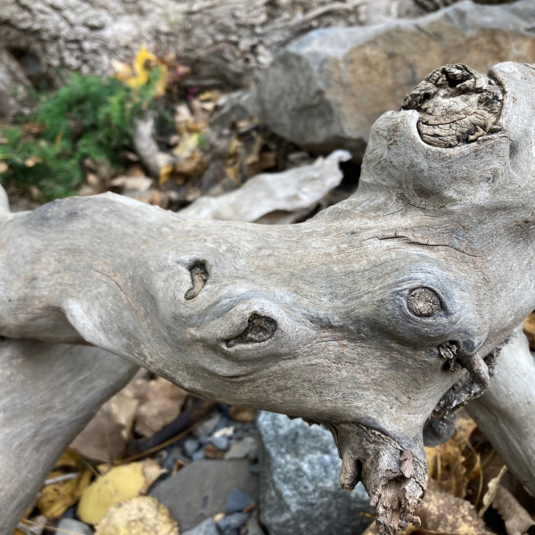Les Esprits de la nature