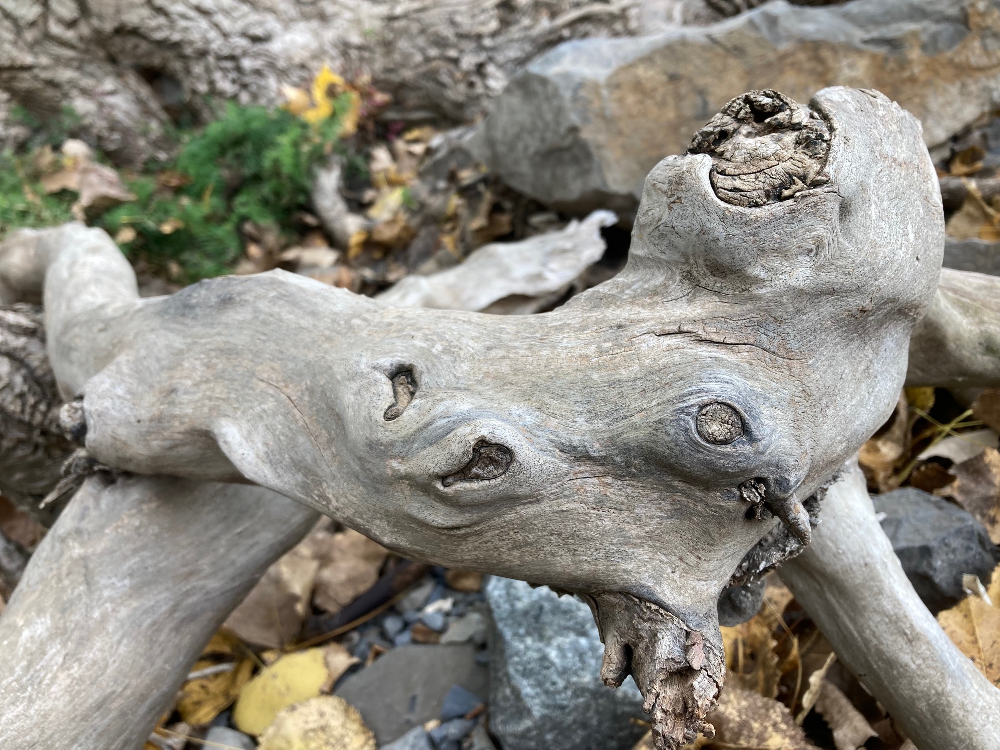 Rencontre avec les Esprits de la nature