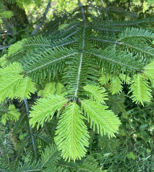 Cercle de pratique de thérapie chamanique