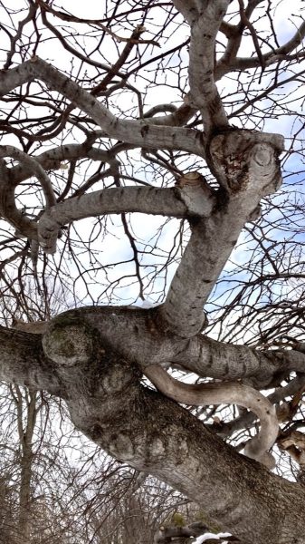 l'arbre tortiller