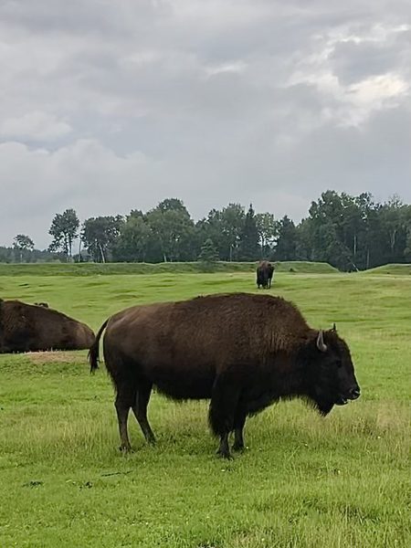 Bison Brun